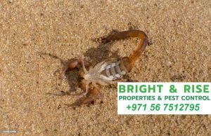 scorpion control in abu dhabi