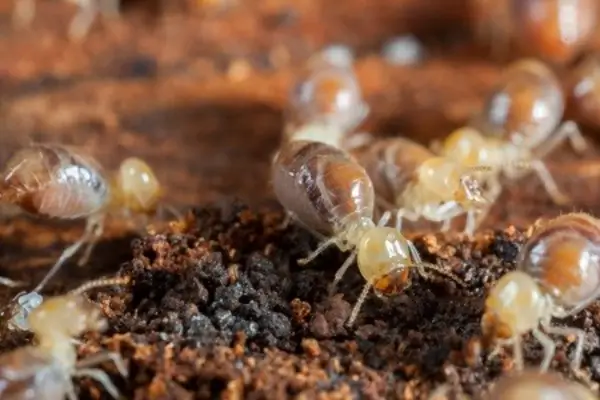 Demystifying Termites