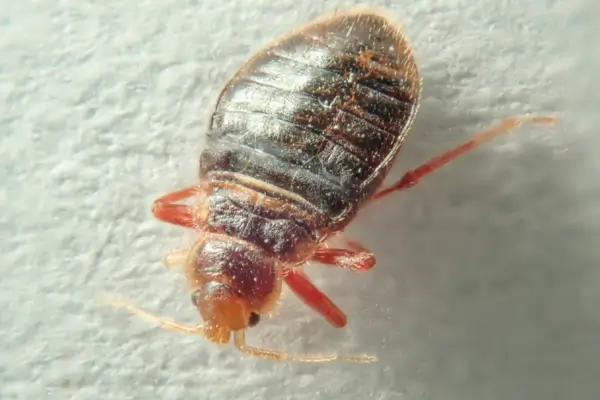 Identifying Infestations in Bed Bugs