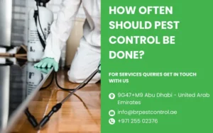 How Often Should Pest Control Be Done