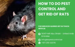 How to Do Pest Control and Get Rid of Rats