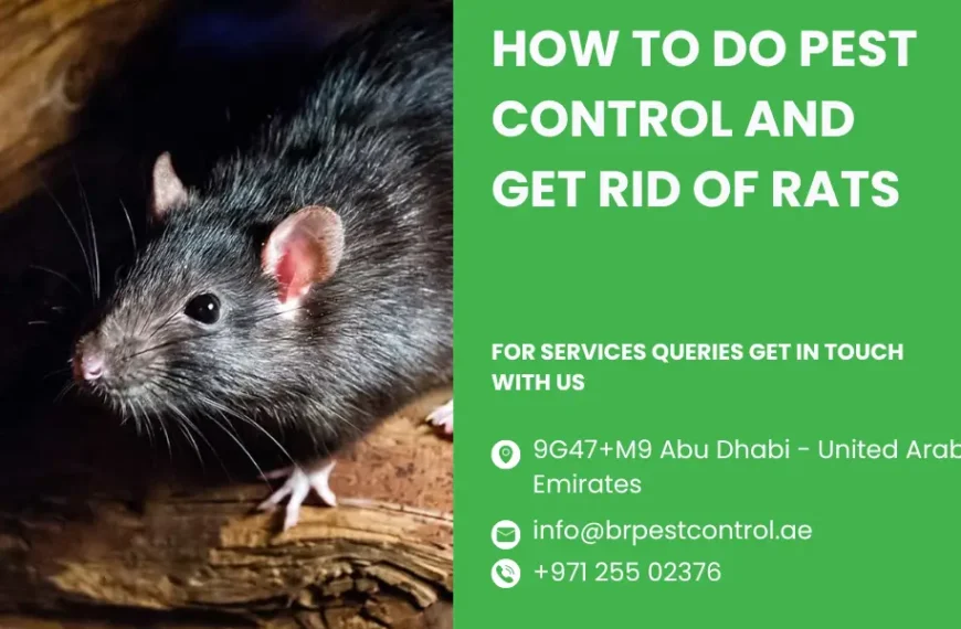 How to Do Pest Control and Get Rid of Rats