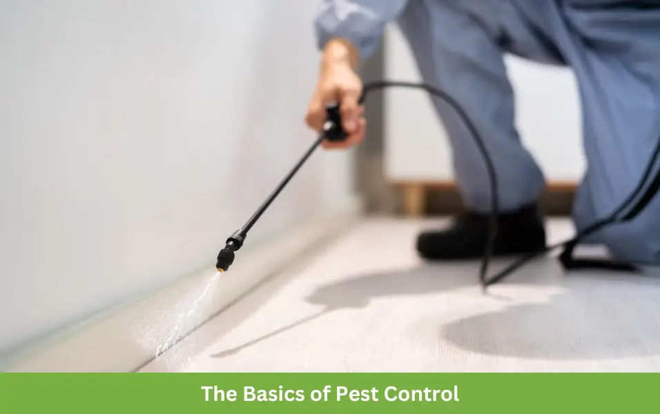 The Basics of Pest Control 