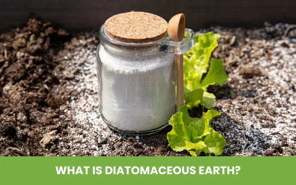 What is Diatomaceous Earth