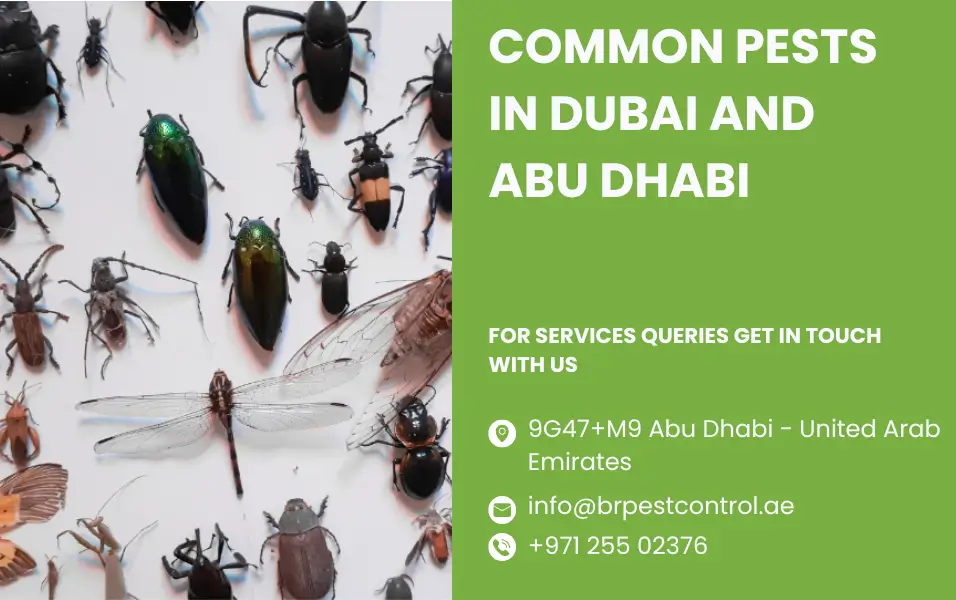 common pests in dubai and abu dhabi