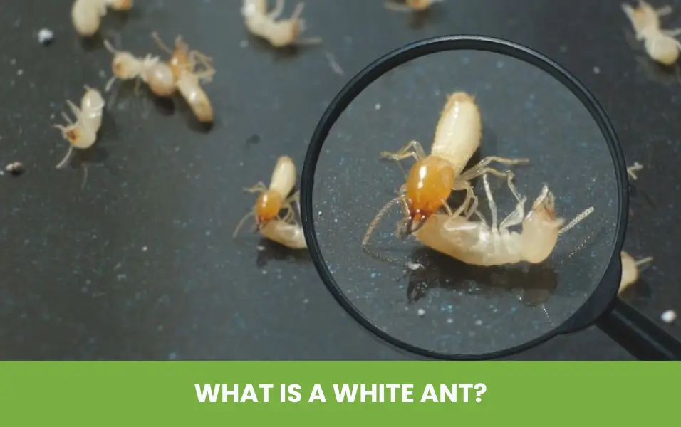 What is a White Ant