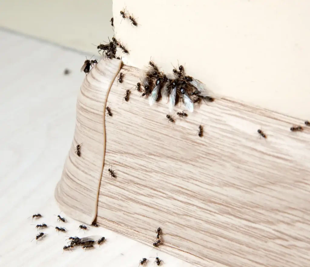 Ant Pest Control Service