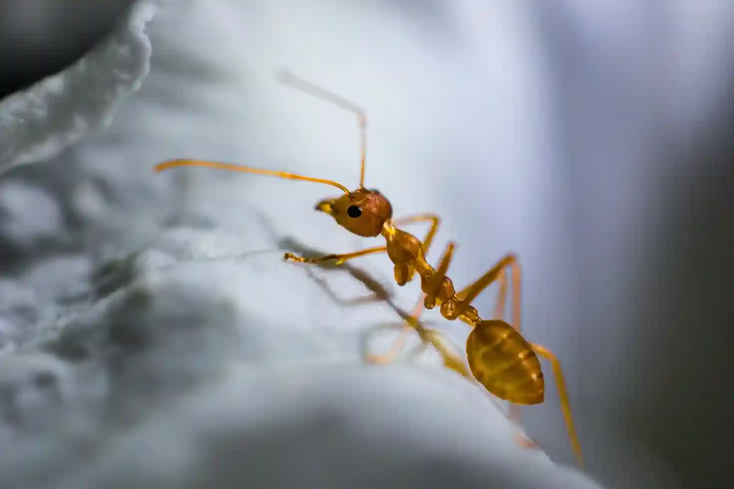 Ant Control Service