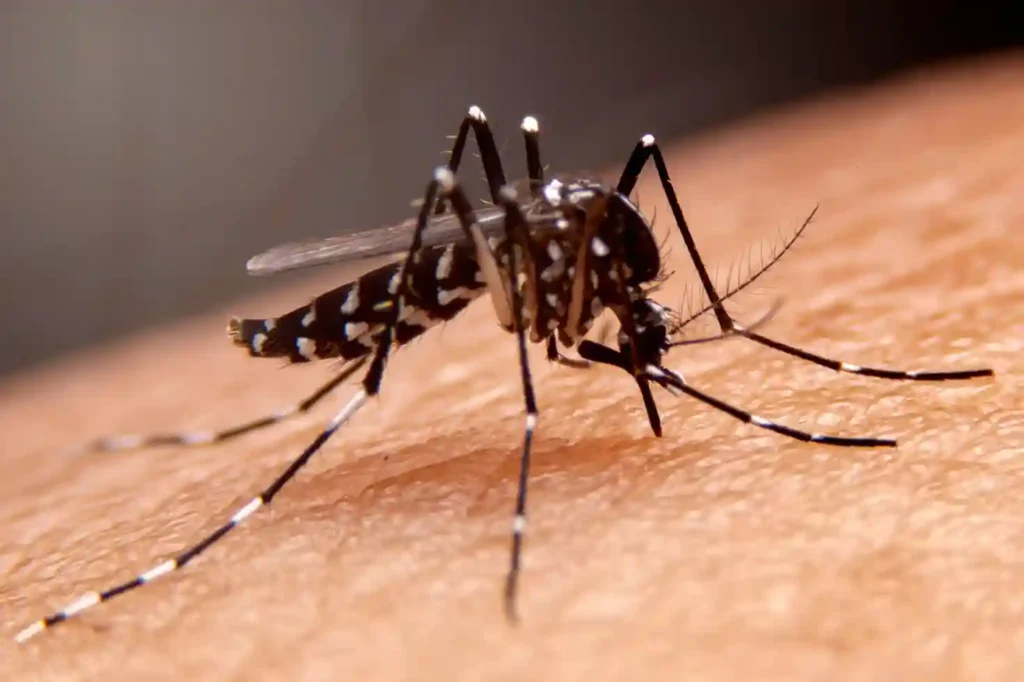 Mosquito Control