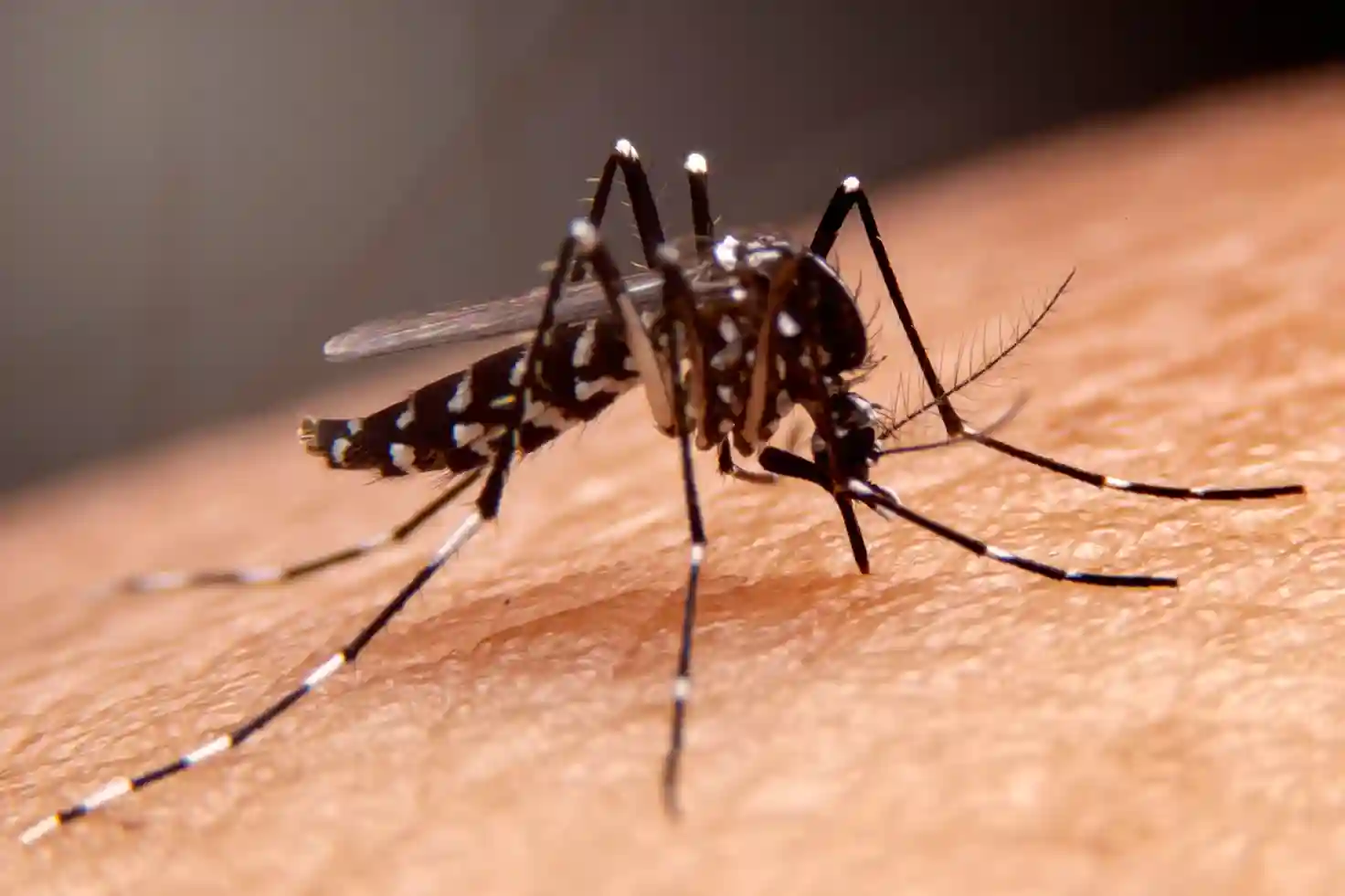 Mosquito Control Service