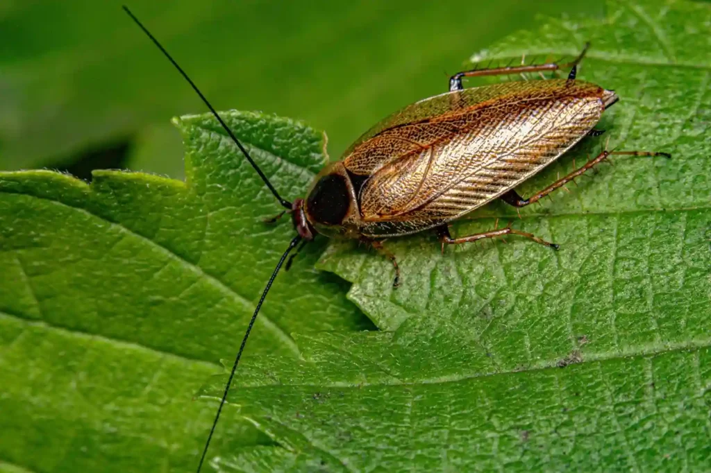 No More Roaches Service