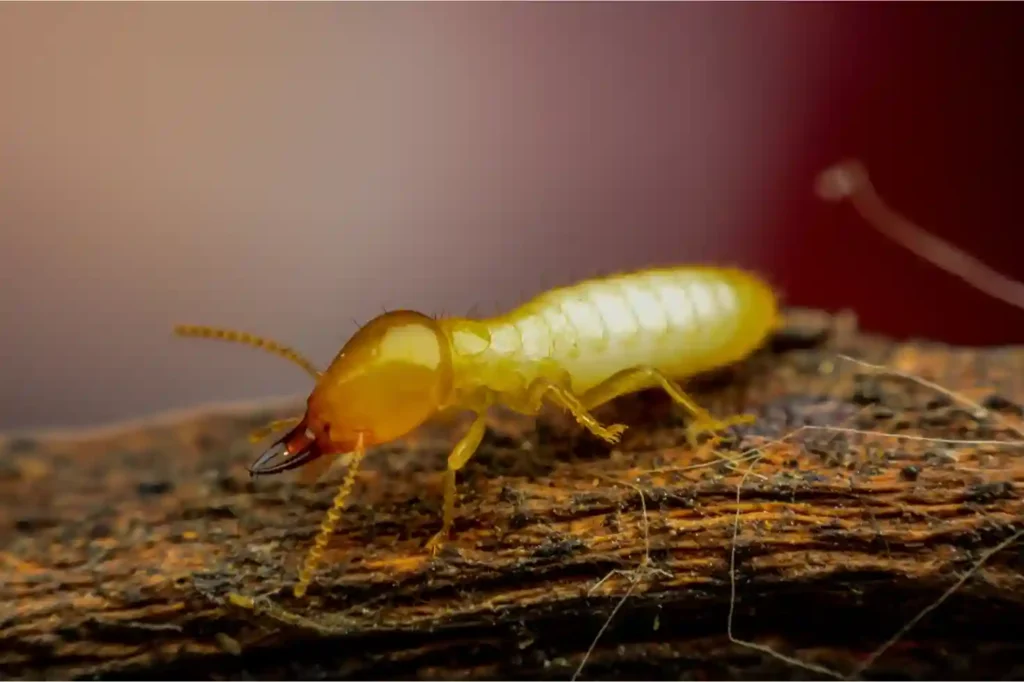 Total Termite Eraser