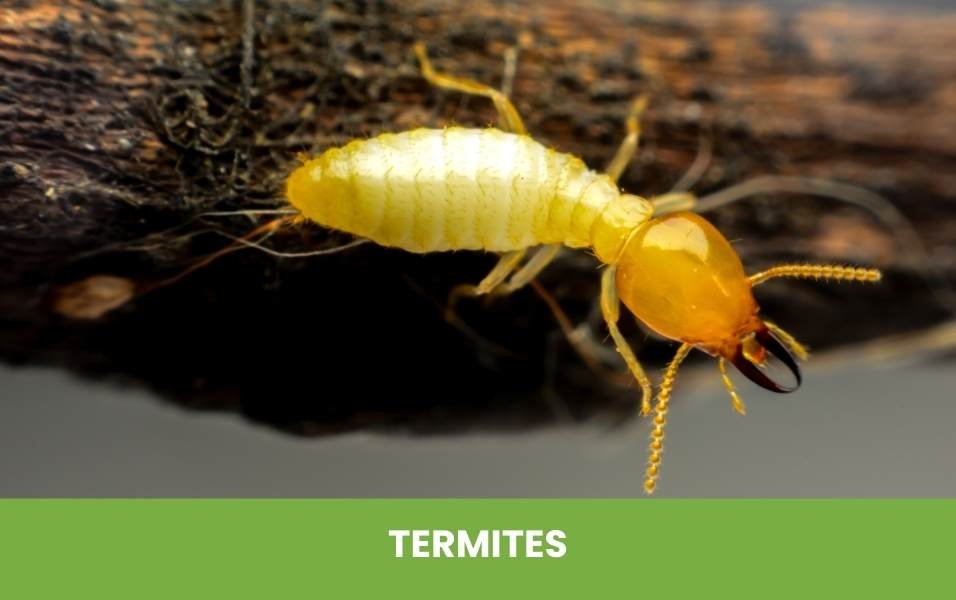 Termites