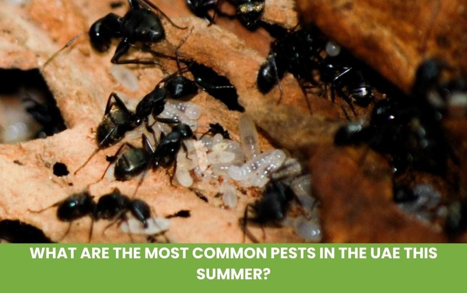 What are the most common pests in the UAE this summer