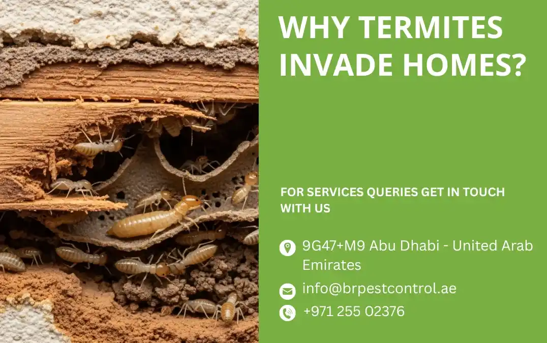 Why Termites Invade Homes
