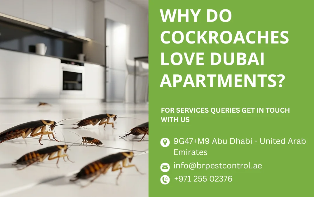 Why do cockroaches love Dubai apartments