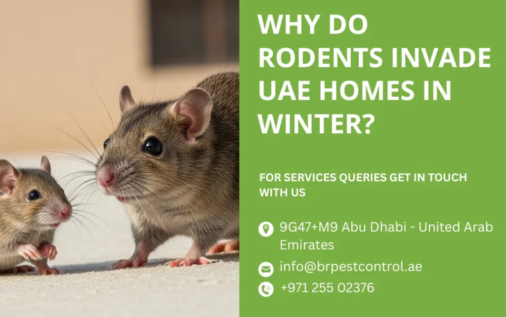 Why do rodents invade UAE homes in winter