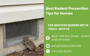 Best Rodent Prevention Tips for Homes