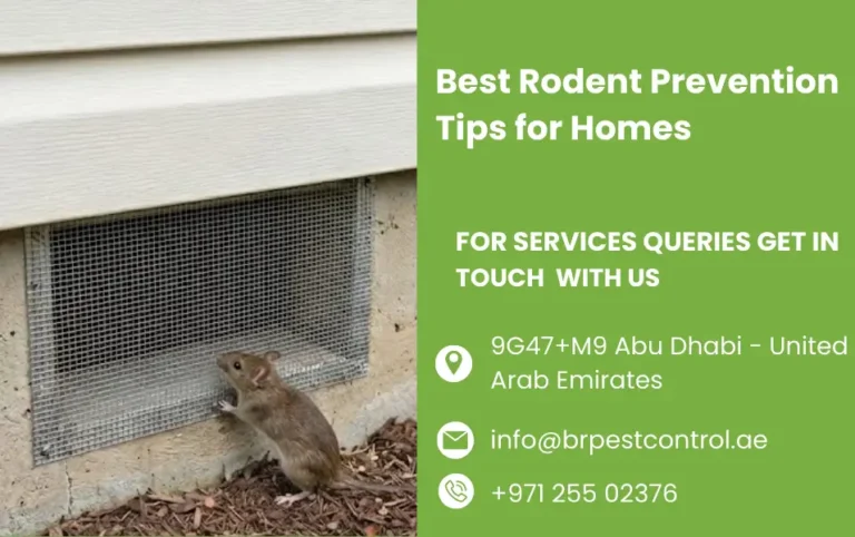 Best Rodent Prevention Tips for Homes in the UAE