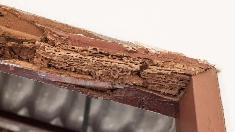 How to Prevent Termite Problems