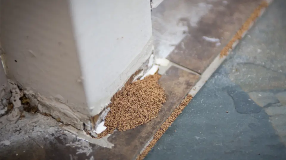 Signs Your Property May Have Termites