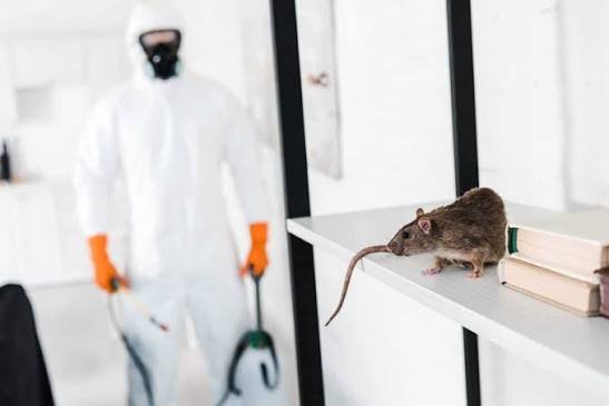 Expert Rodent Exterminator and Pest Control Service in Abu Dhabi